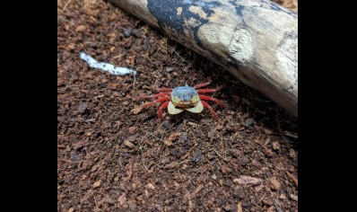 Geosesarma pontianak - White Mandarin Vampire Crab