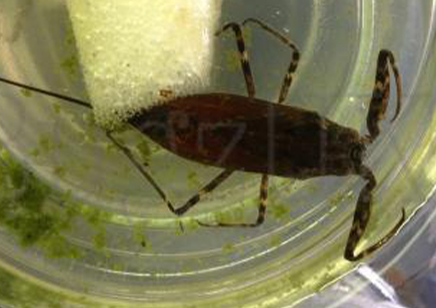 Water Scorpion : Likely Nepa Cinerea