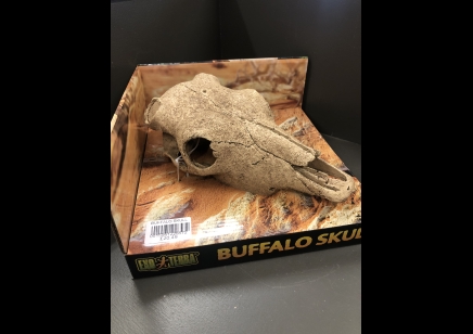  Skull Of Buffalo - Large