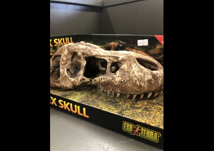Large Skull Of T Rex.