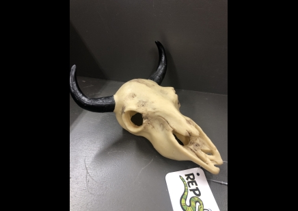 Skull Of Goat 