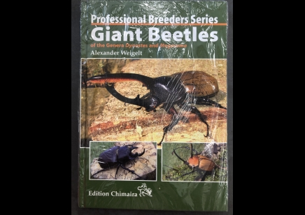 Beetles : Giant Beetles : Professional Breeders Series