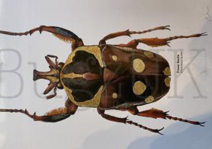 Martyn Warren : Digital Print : Cheirolasia Burkei (flower Beetle)