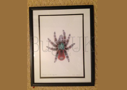Pictures : Framed Print Avicularia Versicolor In Colour