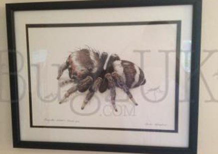 Pictures : Print Only Euryattus Bleekeri In Colour
