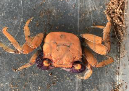 Geosesarma aristocratoensis - Red Carnaval Crab