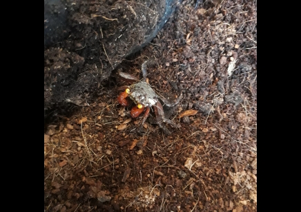Geosesarma rouxi - Rainbow Vampire Crab (blue leg)