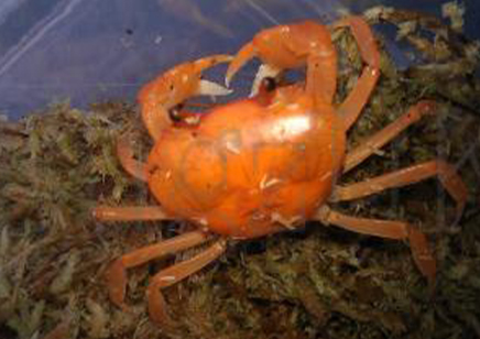 Madagascan Orange Land Crab