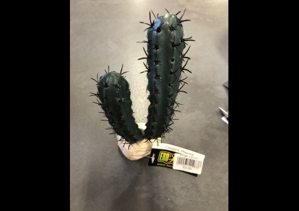Finger Cactus