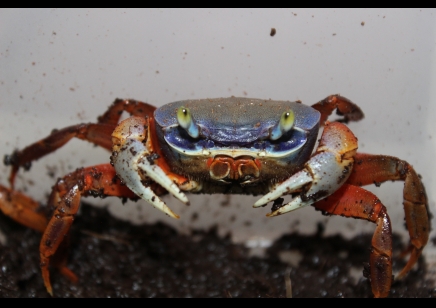 Cardisoma armatum - Rainbow Crab (with more then 1 missing leg/claw) discounted