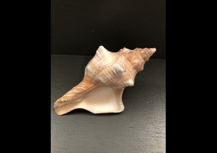 FOXHEAD SHELL - LARGE