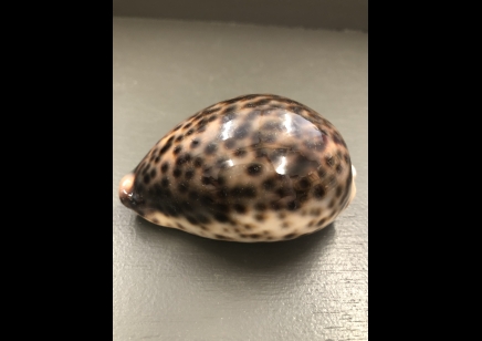 TIGER COWRIE