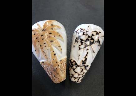 CARVED CONUS SHELL