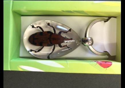 Keyring- Beetle set in Resin
