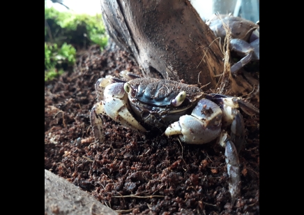 Neosarmatium rotundifrons - Blue Spider Crab (new to the hobby)