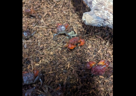 Geosesarma larsi - Lars' Maroon Red Vampire Crab