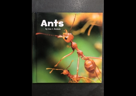 Children: Ants