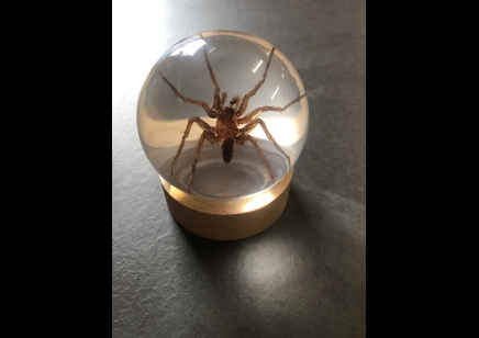 Paperweight Globe - Spider in a Solid resin  on a wooden base