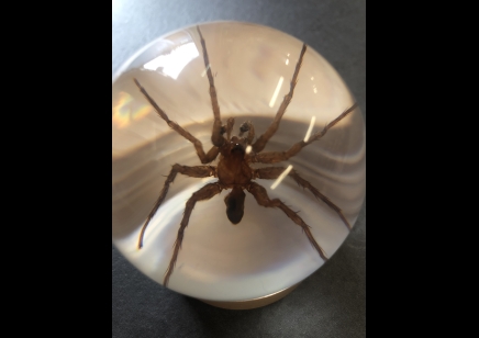 Paperweight Globe - Spider in a Solid resin  on a wooden base