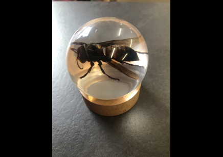 Paperweight Globe - Wasp in a Solid resin on a wooden base