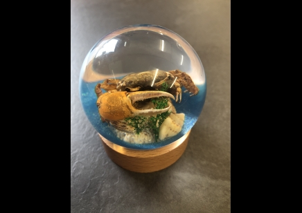 Paperweight Globe - Crab in a Solid resin  on a wooden base