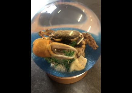 Paperweight Globe - Crab in a Solid resin  on a wooden base