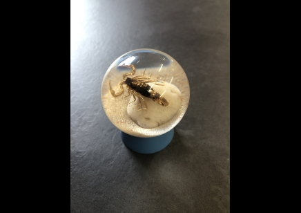 Paperweight Globe Mini- Scorpion in a Solid resin  on a plastic base
