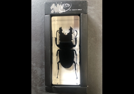 Paperweight Large - Stag Beetle set in Resin -Rectangle