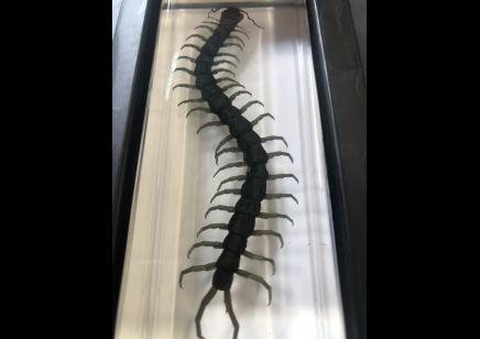Paperweight Large- centipede set in Resin -Rectangle