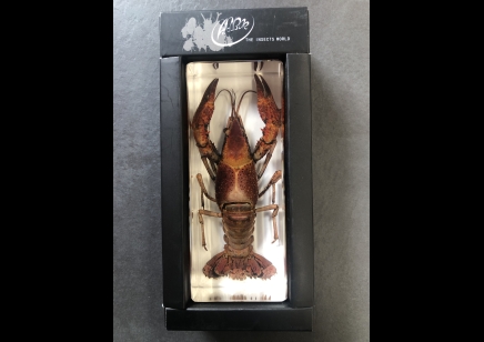 Paperweight Large - Lobster set in Resin -Rectangle