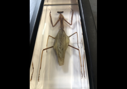 Paperweight Large - Praying Mantis set in Resin -Rectangle