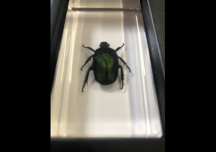 Paperweight Small - Green Rose Chafer Beetle in resin Rectangle