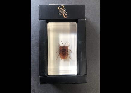 Paperweight Small -Lychee stink Beetle in resin Rectangle