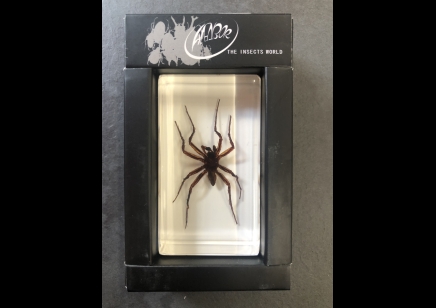 Paperweight Small - Spider in resin Rectangle