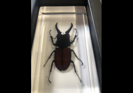 Paperweight Small - Stag Beetle in resin Rectangle
