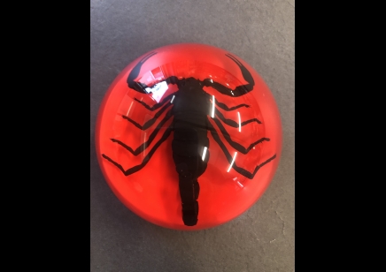 Paperweight Dome small - Black scorpion 