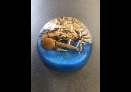 Paperweight Dome small - Crab on a rock 