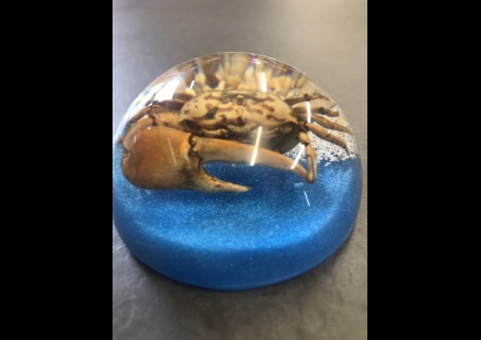 Paperweight Dome small - Crab on a rock 