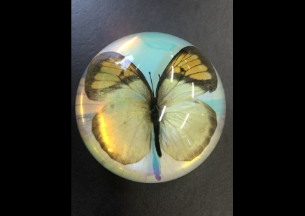 Paperweight Dome small -Yellow Orange Tip Butterfly