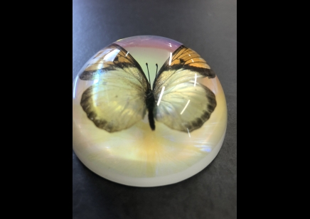 Paperweight Dome small -Yellow Orange Tip Butterfly