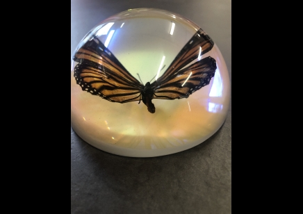Paperweight Dome Large-Common Tiger Butterfly
