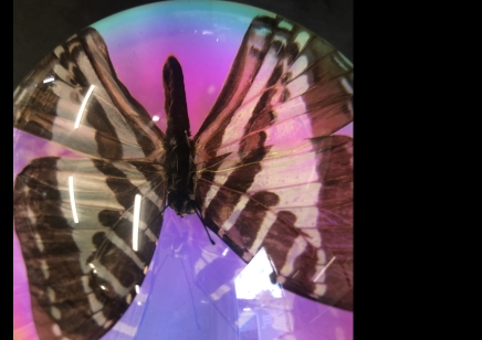 Paperweight Dome Large- Swallowtail Butterfly (Iridescent)