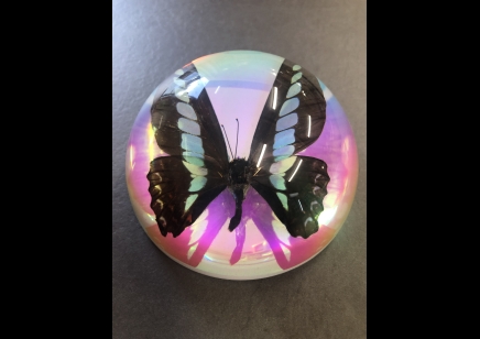 Paperweight Dome Large- Common Bluebottle Butterfly