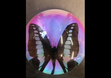 Paperweight Dome Large- Common Bluebottle Butterfly