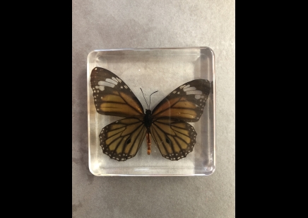 Paperweight Large Square - Common Tiger