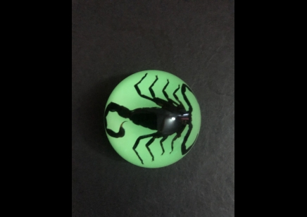Fridge Magnet- Black Scorpion- (Glow in the dark)