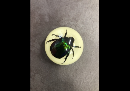Fridge Magnet- Green Rose Chafer Beetle ( Glow in the dark)