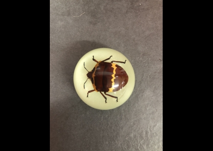 Fridge Magnet- Shield Beetle (Glow in the Dark )