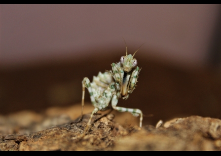 Blepharopsis Mendica  - Thistle Mantis