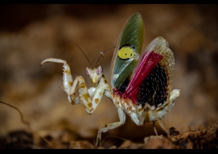 Creobroter Sp yunnan - Yunnan Flower Mantis (C/B by BugzUK)